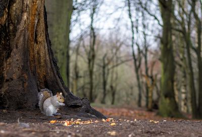 Squirrel  eating under tree 