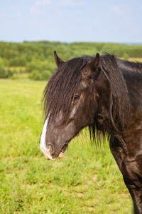 Portrait of a horse against nature background. horse breeding, animal husbandry