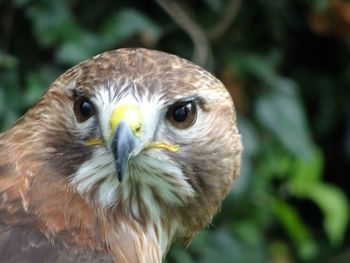 Close-up portrait of a bird