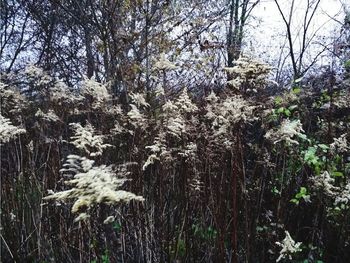 Low angle view of trees in forest