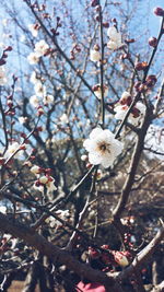 Close-up of white flowers blooming on tree