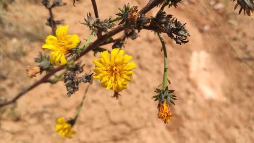 Close-up of yellow flowering plant