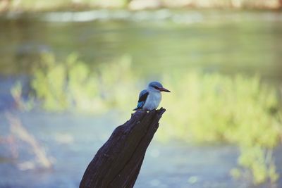 Close-up of bird perching on lake