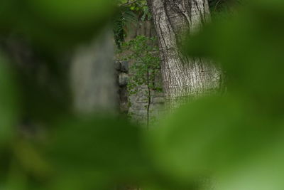 Grass growing in forest