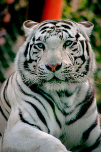 Adult white tiger at the zoo