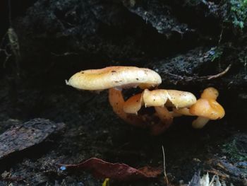 Close-up of mushrooms on rock