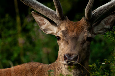 Close-up of deer