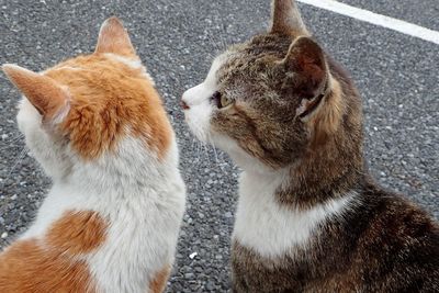 Close-up of cats sitting outdoors