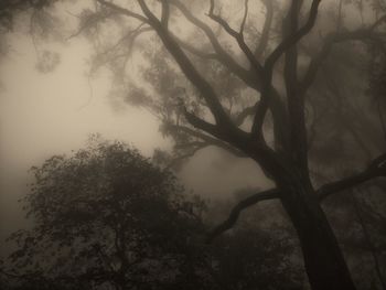 Silhouette trees in forest during sunset