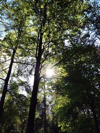 Low angle view of sunlight streaming through trees in forest