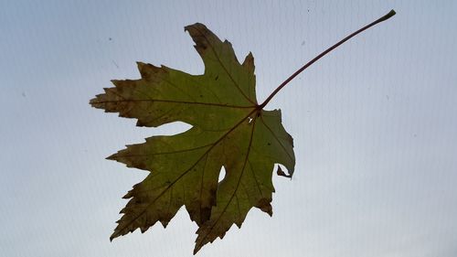 Close-up of maple leaf