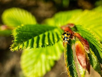 Close-up of insect on leaf