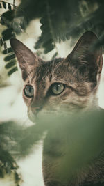 Close-up portrait of a cat looking away