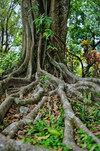 Tree roots in forest