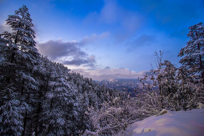 Low angle view of trees against sky during winter