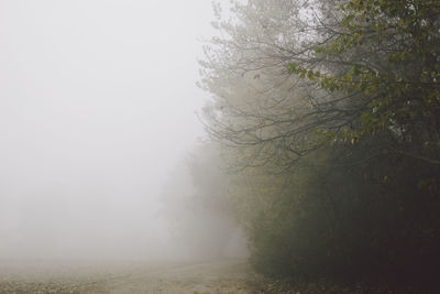 Trees on field against sky during foggy weather