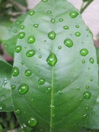 Close-up of water drops on leaf