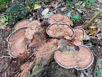 Close-up of mushroom growing on tree trunk