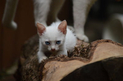 Close-up of white kitten
