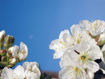 Close-up of white cherry blossoms against clear sky