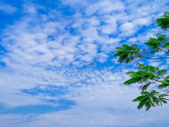 Low angle view of palm trees against cloudy sky