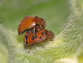 Close-up of insect on leaf