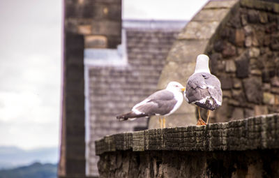 Seagull perching on a wall