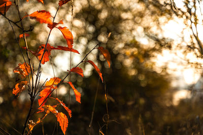 Close-up of orange tree during autumn