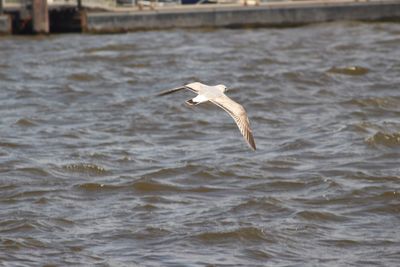 Seagull flying over sea