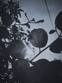 Low angle view of leaves on tree against sky