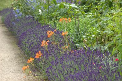 Close-up of lavender growing on field