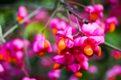 Close-up of pink flowers blooming outdoors