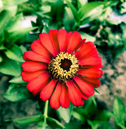 Close-up of red flower