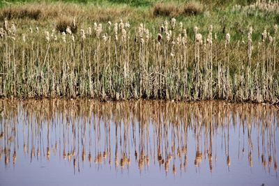 Reflection of reeds on lake