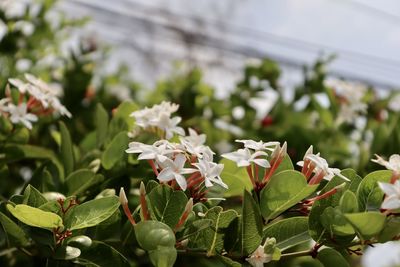 Close-up of white flowering plants