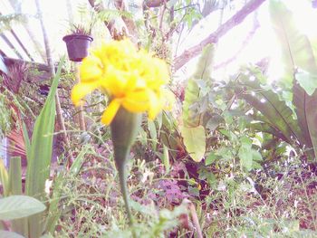 Close-up of yellow flowers blooming outdoors