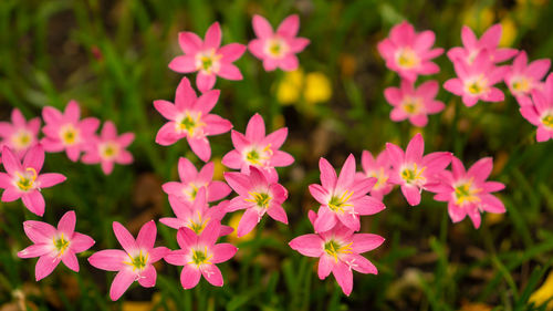 Close-up of pink flowering plants