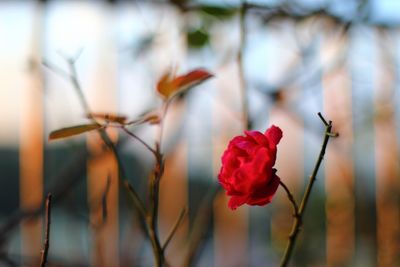 Close-up of red flower