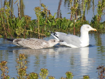 Ducks swimming in lake