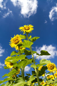 Low angle view of yellow flowering plant against sky