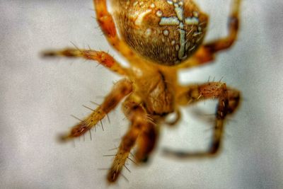 Extreme close up of insect on leaf