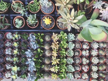 Directly above shot of potted succulent plants arranged for sale at market