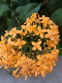 Close-up of yellow flowering plant