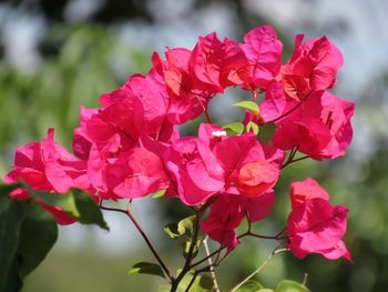 Close-up of pink bougainvillea blooming outdoors