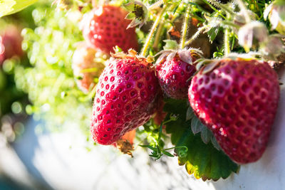 Close-up of strawberries