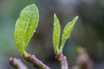 Close-up of green leaves