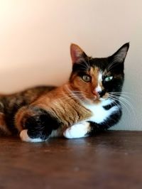 Close-up portrait of cat relaxing