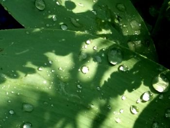 Close-up of water drops on leaves