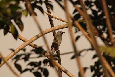 Low angle view of bird perching on branch