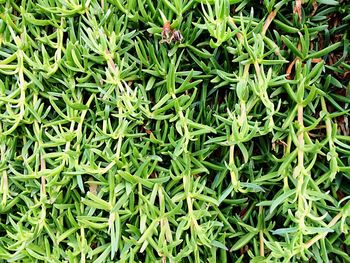 Full frame shot of green leaves